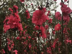 -南国桃园旅游度假区