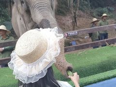 -野象谷景区