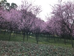 -龙头寺公园