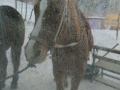 -五家山森林公园滑雪场