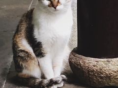 -西园寺