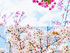 -红梅公园