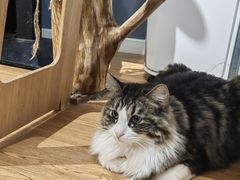 -这儿没有猫·猫咖萌宠馆·撸猫