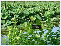 -池杉湖湿地公园