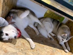 -Husky Go! 哈士奇体验馆·宠物咖啡厅狗咖
