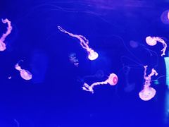-乌鲁木齐海洋馆