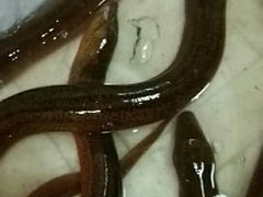 -品雅轩农家乐