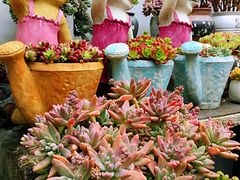 -三圣花乡旅游区