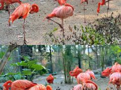 -灵玲国际马戏城