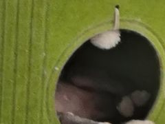 -琪喵猫屋·撸猫猫咖·猫舍