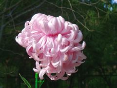 -国家植物园