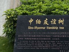 -中缅友谊树