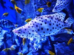 -成都浩海立方海洋公园