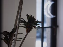 -Fridi Patisserie Cafe