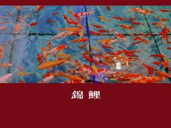 -北国之春国宴(乌兰察布店)