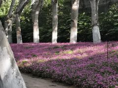 -太子山公园(园东路)