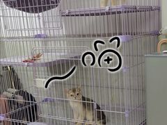 -lincat·猫舍(广州店)