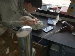 -糯米喵星人总部直营旗舰店·猫舍·幼猫出售