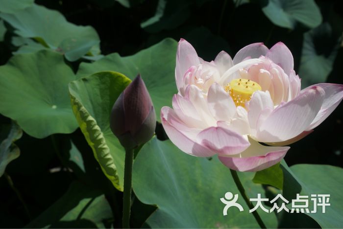 龙环葡韵人工湖湿地图片 - 第2张
