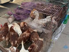 -团泊镇示范集贸市场