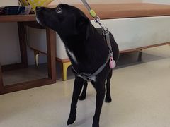 -爱妮康宠物医院·干细胞免疫细胞·肿瘤·心脏(张江店)