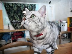 -平行世界·猫咖(首经贸店)