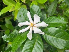 -广西壮族自治区药用植物园