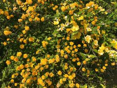 -上海市龙华烈士陵园