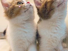 -lincat·猫舍(广州店)