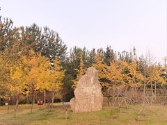 -大望京公园