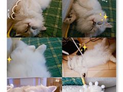 -momokira米努特·德文卷毛猫·棉花面纱犬
