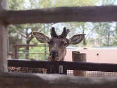 -青藏高原野生动物园