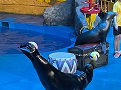 -烟台海昌鲸鲨海洋公园