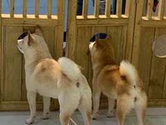 -柴源莊·柴小宠柴犬咖啡