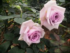 -人民公园(罗湖区)