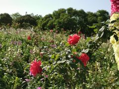 -松山湖梦幻百花洲