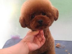 -唐小姐の猫狗洗护·购宠旗舰店(周浦万达店)