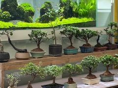 -梅陇花鸟市场-停车场