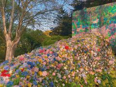 -上海共青森林公园