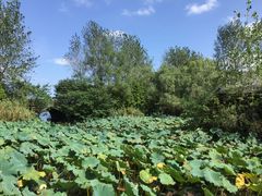 -溱湖国家湿地公园