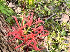 -同里国家湿地公园