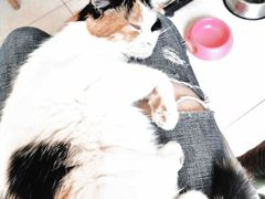 -平行世界·猫咖(首经贸店)
