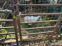 -青浦采草莓天天草莓园