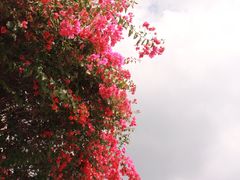 -日月潭