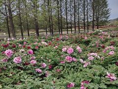 -羊亭河湿地公园