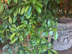 -慢丽江·云南野生菌土鸡锅(付家庄店)