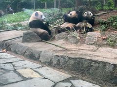 -都江堰中华大熊猫苑