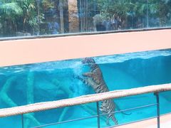 -清迈夜间动物园