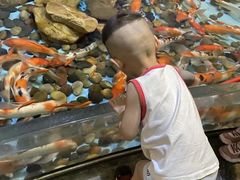 -芜湖新华联大白鲸海洋公园