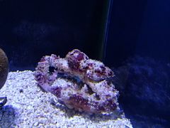 -芜湖新华联大白鲸海洋公园